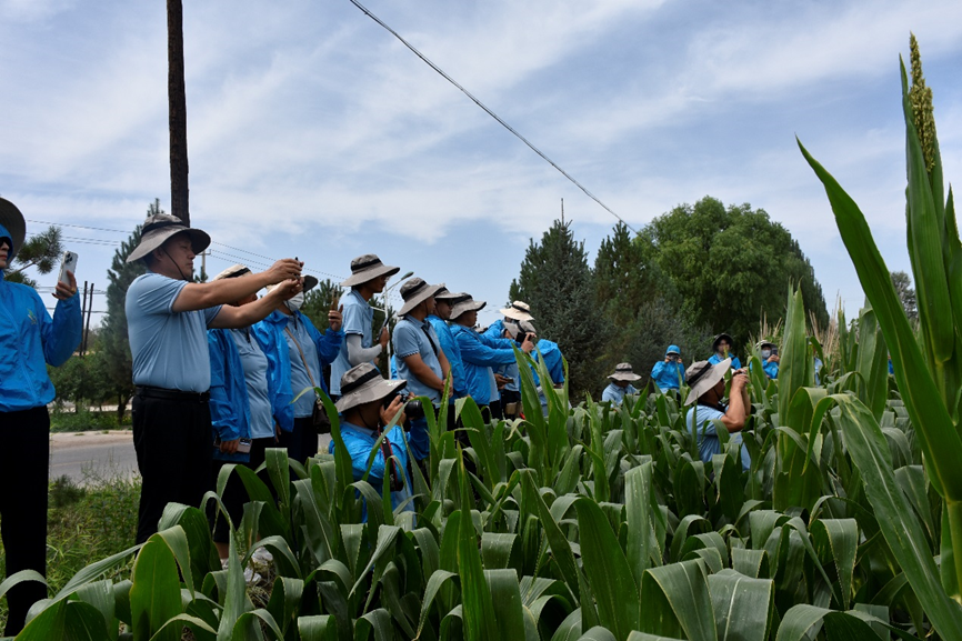 攜手同行 共創未來 —— 敦煌種業黃淮海區域戰略合作伙伴赴酒泉進行觀摩交流